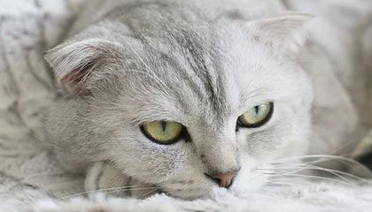 开云体育最新地址-足球文化推广列入中小学文体项目计划，小学校园足球文化建设方案